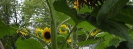 sunflowers - so vibrant and beautiful