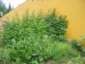 Late Summer in The Birthday Garden