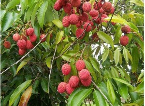 Lychee fruit tree photos