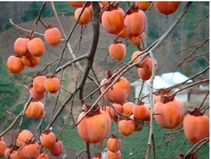 Photo of persimmon fruit tree