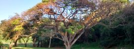 Maui Tree