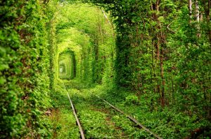 the-tunnel-of-trees