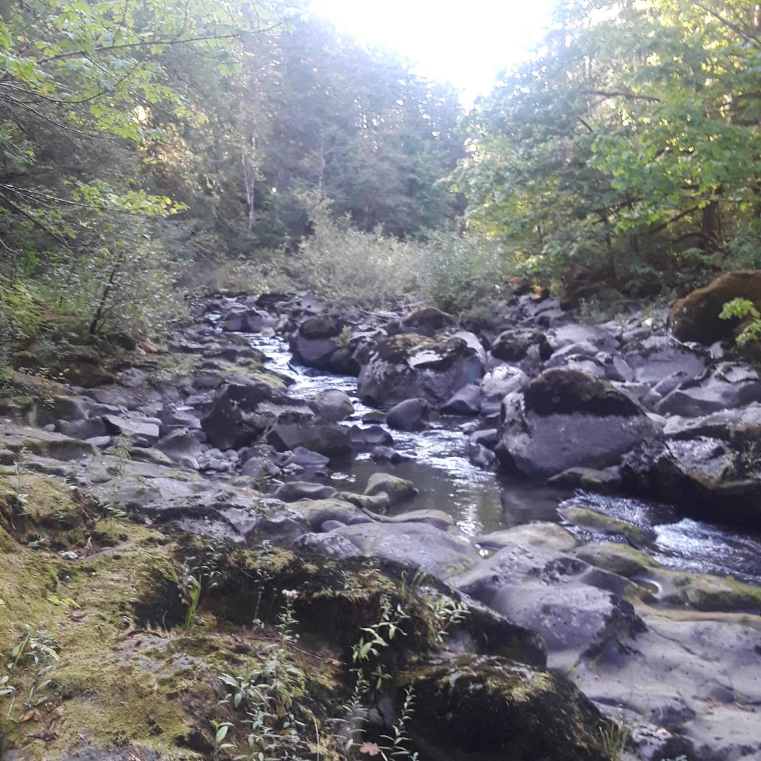 Creek near Carson, WA